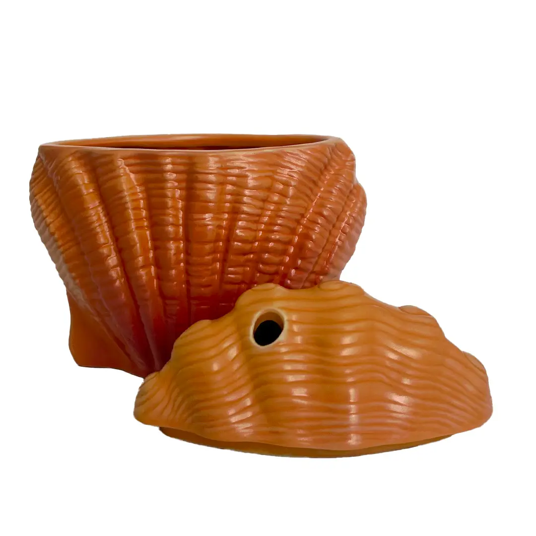 SUNRISE SHELL - Image 3